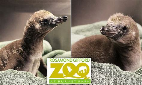 Same Sex Penguins At New York Zoo Successfully Hatch Egg And Become