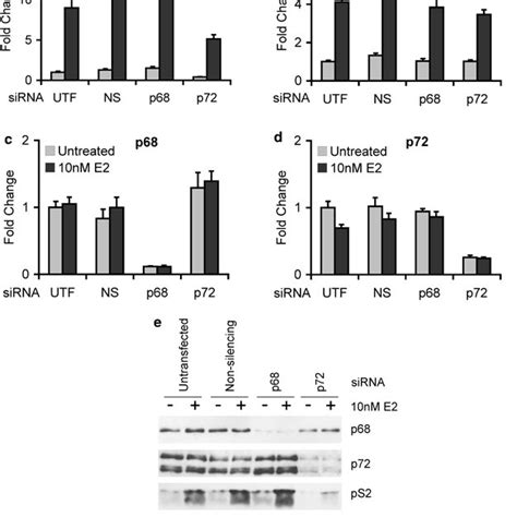 Small Interfering Rna Sirna Mediated Knockdown Of P72 But Not P68 Download Scientific