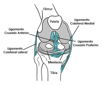 Anatomia do joelho Ligamentos músculos e ossos Articulações