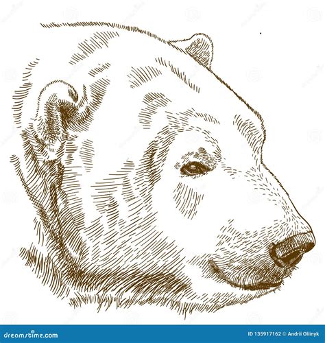 Engraving Drawing Illustration Of Polar Bear Head Stock Vector