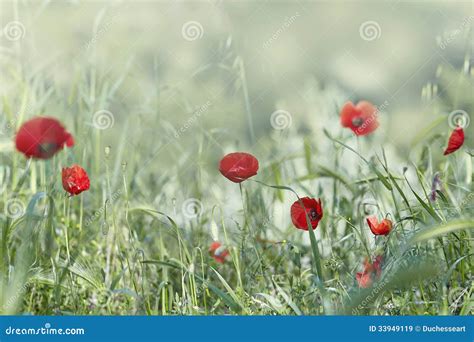 A Papoila Vermelha Floresce Os Rhoeas Do Papaver Imagem De Stock