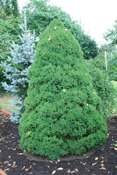 Enjoy A Mite Free Alberta Spruce This Summer What Grows There Hugh