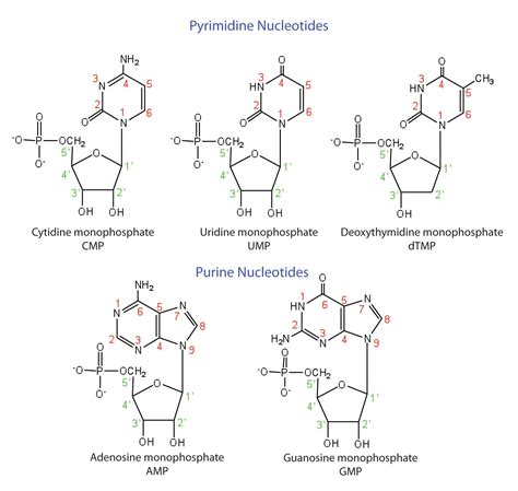 281 Nucleotides And Nucleic Acids Chemistry Libretexts