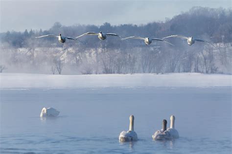 Four Swans Landing Photograph By Patti Deters Fine Art America