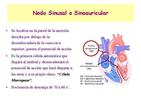 Que Funcion Cumple El Nodo Sinoatrial Brainly Lat