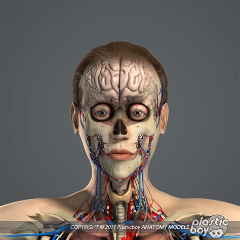 3d Essential Female Anatomy Model