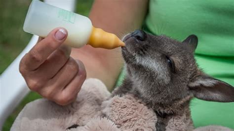 Baby Rescue Kangaroo Takes Her Very First Steps in Adorable Footage - PetHelpful News