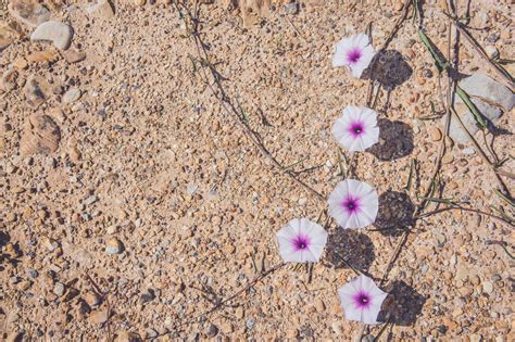 Convolvulus Arvensis O Campo Bindweed Es Una Especie De Bindweed Que