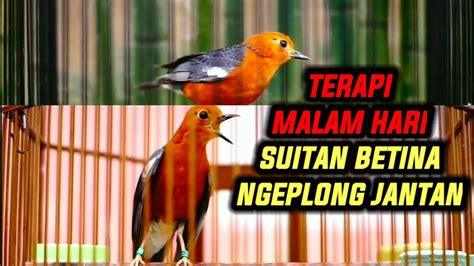 Anis Merah Ngecip Betina Dan Teler Merangsang Bunyi Dan Membangkitkan