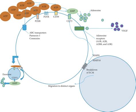 Adenosine Obstructs Immunity By Activating A2ar And Migration Hypoxia Download Scientific