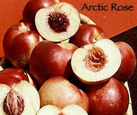 Nectarine Arctic Rose Devil Mountain Wholesale Nursery