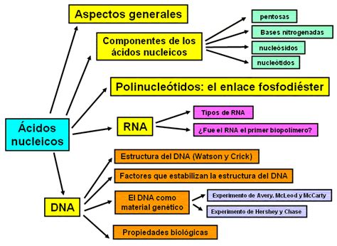 Biologia Alfredo Saiz Velarde Estructura Y Funciones Cidos