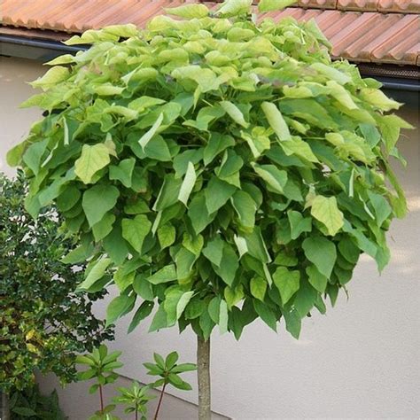 Catalpa Bignonioides Nana 12 Std 25l Coolings Garden Centre