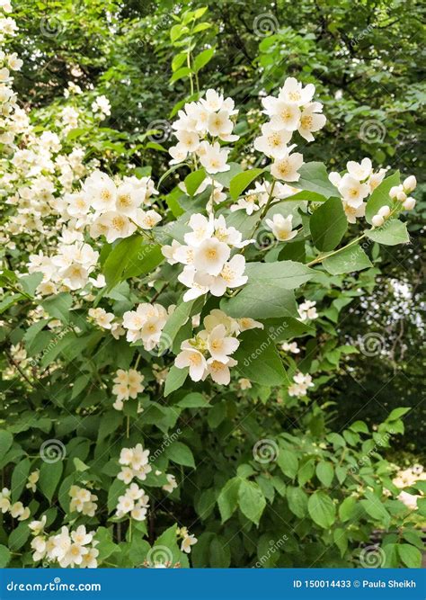 Jasmine Bush | Sunshine Made Flowers Stock Image - Image of bushes ...