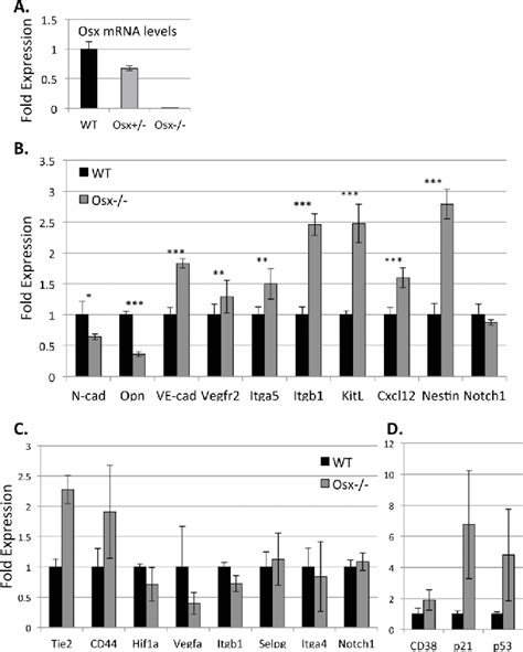 Figure 5 From Development Of The Fetal Bone Marrow Niche And Regulation