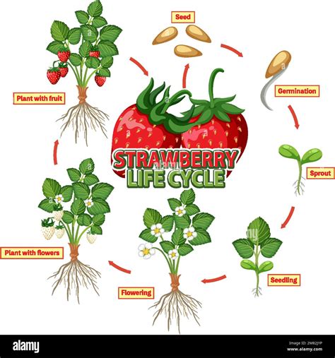 Life Cycle Of Strawberry Diagram Illustration Stock Vector Image And Art Alamy