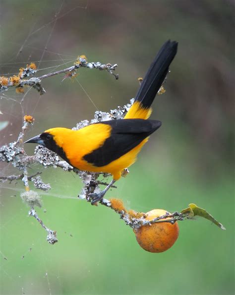 Icterus Chrysater Turpial Montañero Yellow Backed Orio Flickr