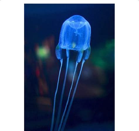 Photograph of a jellyfish (Phylum: Cnidaria; Class: Cubozoa). Note how ...