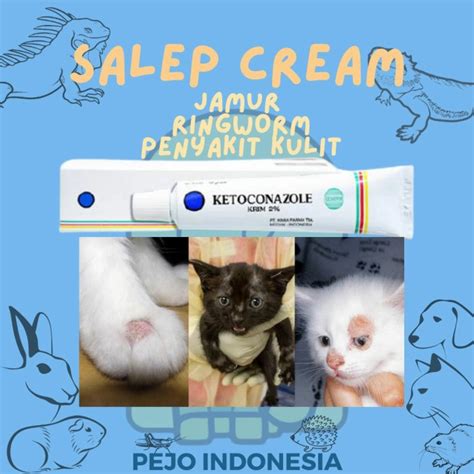 Obat Kurap Kucing Pada Manusia Kucing Kesayangan Anda Terinfeksi