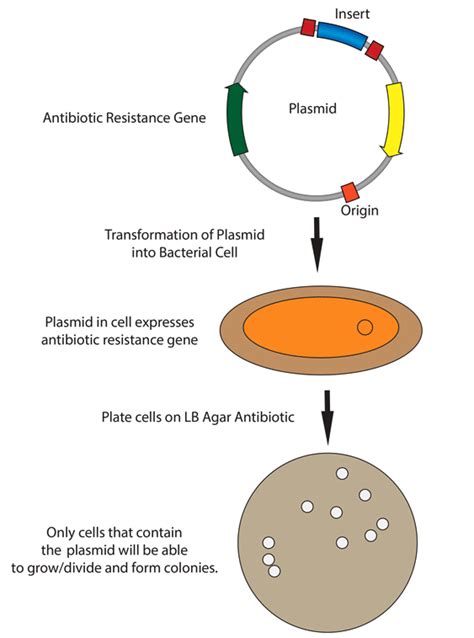 Bacterial transformation