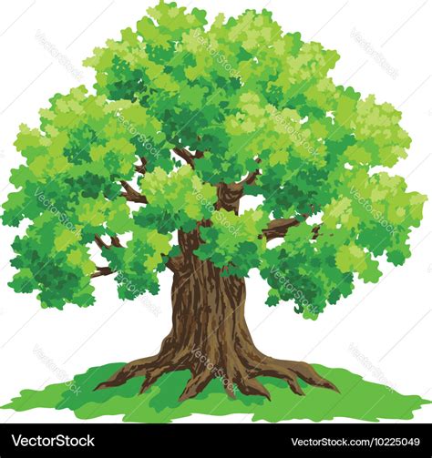 Oak With Lush Green Crown Royalty Free Vector Image