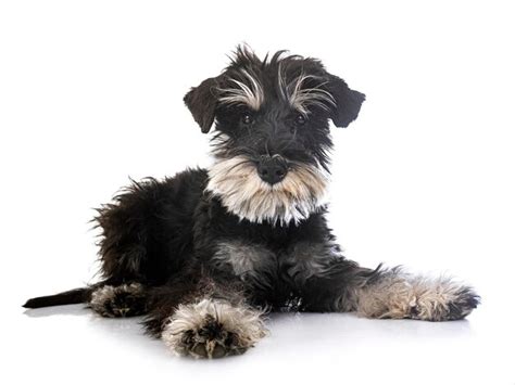 Schnauzer Miniatura En Estudio Foto Premium