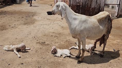 3 Bache Wali Bakri In Pipad Jodhpur With Barkat Bhai YouTube