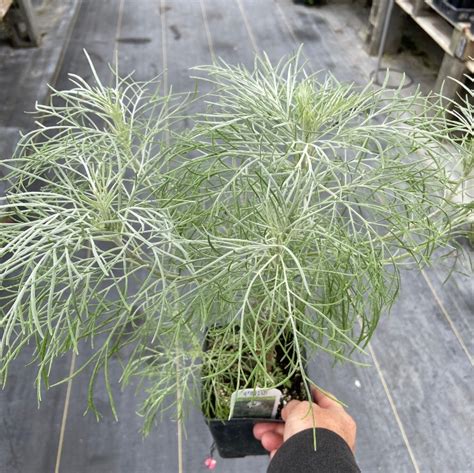 Artemisia Makana Silver Mdo