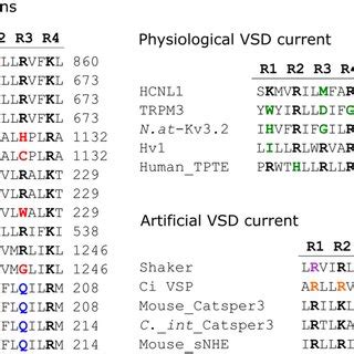 Positively Charged Amino Acids And Mutations In S Of The Vsd In