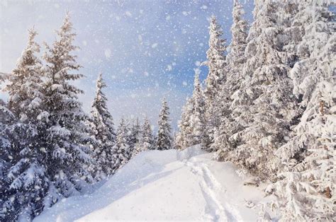 冬季雪景图片 冬季雪覆盖的田野和树木的景色素材 高清图片 摄影照片 寻图免费打包下载