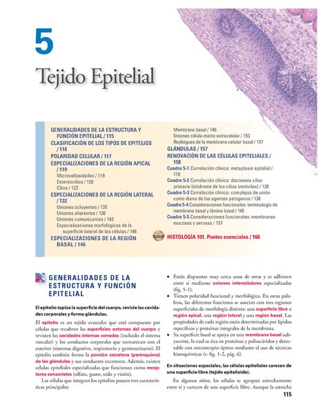 Tejido Epitelial Generalidades De La Estructura Y Funci N