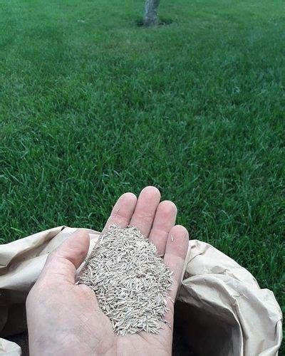 Premium Garden Turf Lawn Grass Seeds at Best Price in Bengaluru | Lawn ...