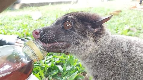 Ajak Gathering Musang Yang Sudah Tahun Tidak Keluar Rumah Youtube