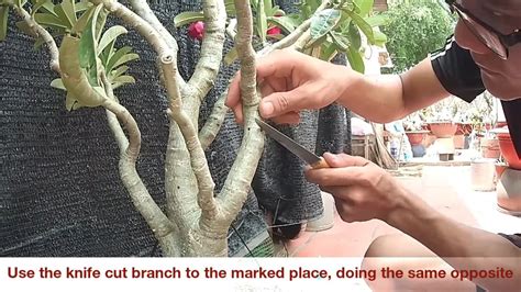 How To Propagate Adenium Desert Rose Desert Rose Plant Desert Rose Care Adenium