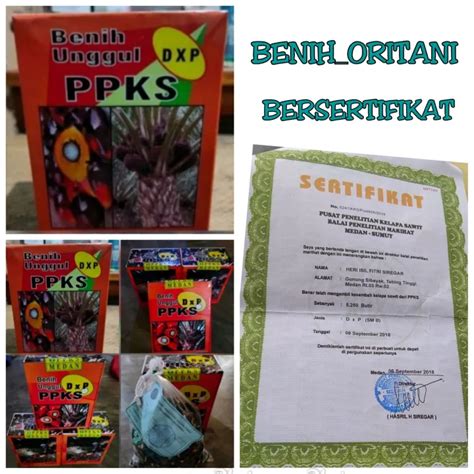 Bibit Kelapa Sawit DxP PPKS Medan Unggul Bersertifikat Lazada Indonesia