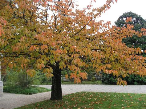 Prunus serrulata 'Ukon' (Japanese Flowering Cherry, Ukon Cherry) | North Carolina Extension ...