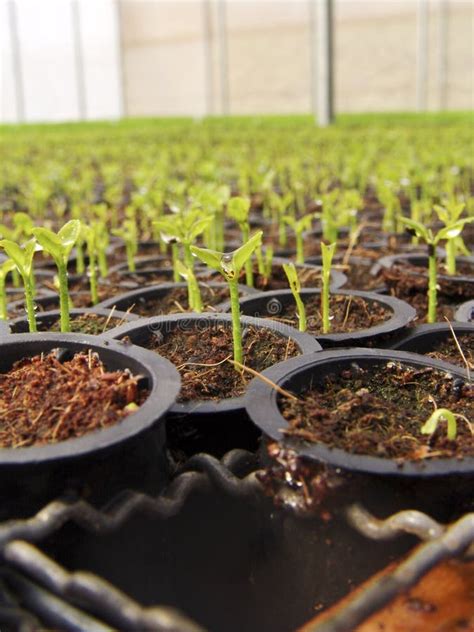 Orange Seedlings in a Nursery Stock Photo - Image of cultivate, growth ...