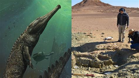 Giant Prehistoric Crocodile Discovered In Tunisia National Geographic