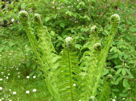 Matteuccia Struthiopteris