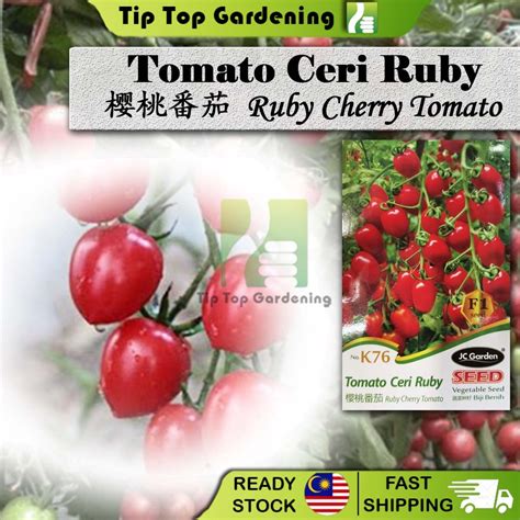 K Ruby Cherry Tomato Jc Garden Vegetable Seed Biji Benih Tomato Ceri