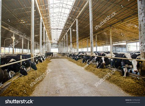 Modern Farm Cowshed Milking Cows Eating Stock Photo 537952420