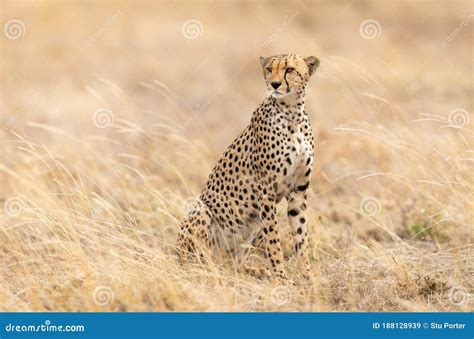 One Adult Female Cheetah Sitting Up Alert In Serengeti National Park