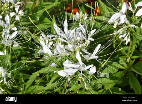 Violet And Pink Spider Flower Spider Plants Spider Weed Bee Plant In