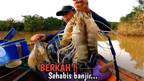 Reel Menjerit Di Tarik Udang Galah Besar Waktu Terbaik Mancing Udang