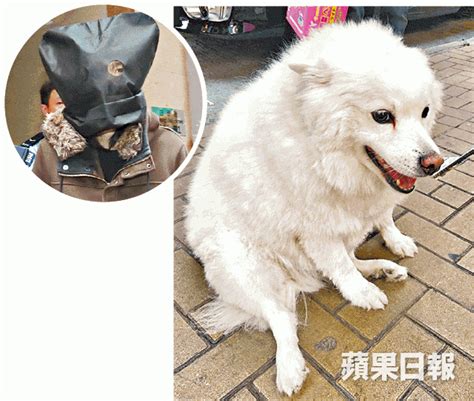 涉掟銀狐犬落樓分屍 被告不准保釋 蘋果日報•聞庫