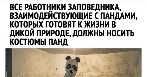 Костюм панды | Пикабу