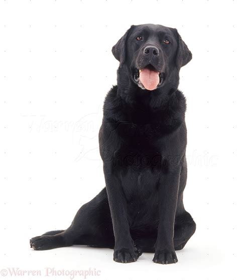 Black Labrador dog photo WP11395