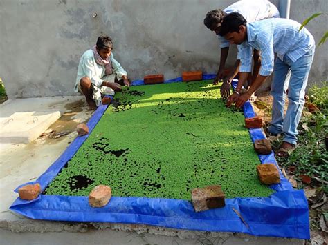 Silpaulin Tarpaulin Azolla Sheet | Azolla Cultivation Plastic Sheets ...