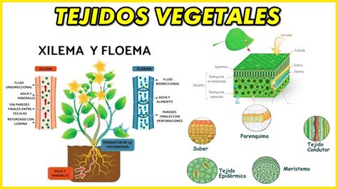 emergencia Neuropatía Lleno todos los tipos de tejidos vegetales eficaz