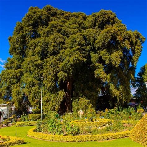 Santa Maria Del Tule Is A Small Town In Oaxaca Mexico The Tule Tree